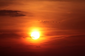 Kraniche fliegen in den Sonnenuntergang bei Prerow - Ostseehalbinsel Darß