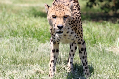 Cheetah (Acinonyx jubatus) - Gepard - Lion Park, Johannesburg, South Africa