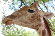 South African giraffe or Cape giraffe (Giraffa camelopardalis giraffa) - Giraffe - Lion Park, Johannesburg, South Africa
