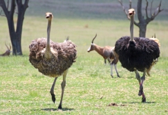 Ostrich (Struthio camelus) - Strauss - Lion Park, Johannesburg, South Africa