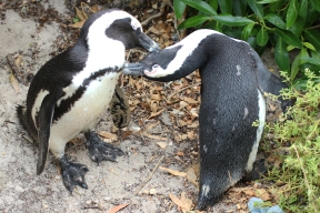 Brillenpinguine - African penguin (Spheniscus demersus), also known as the jackass penguin and black-footed penguin - Boulders, Table Mountain National Park, South Africa