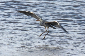 Grey Heron in Dungarvan