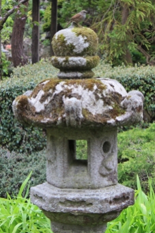 Dunnock (Heckenbraunelle) - Japanese Gardens - The Irish National Stud - Kildare