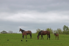 Mares and Foals - The Irish National Stud - Kildare