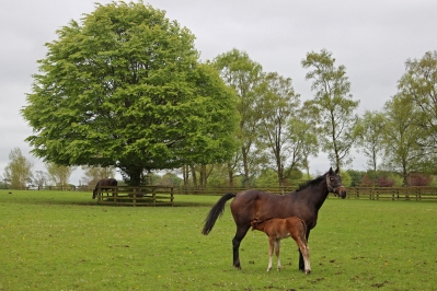 Mare and Foal - The Irish National Stud - Kildare