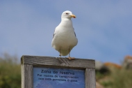 Seagull on Islas Cies, Galicia, Spain