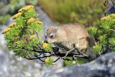 Rock hyrax (Procavia capensis) or rock badger, also called the Cape hyrax and commonly referred to in South African English as the dassie, photographed on Table Mountain, South Africa