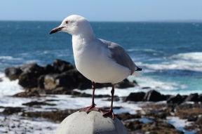 Hartlaub's gull or king gull, (Chroicocephalus hartlaubii) in Cape Town, South Africa