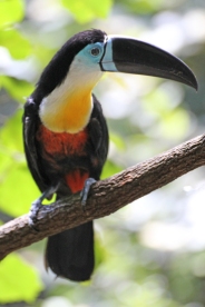 Channel-billed toucan (Ramphastos vitellinus) - Birds of Eden - South Africa