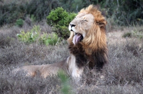 Southern African lion (P. l. melanochaita) - Addo Elephant National Park - South Africa