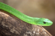 Eastern green mamba (Dendroaspis angusticeps), also known as the common mamba, Reptile Park, Rhino & Lion Nature Reserve, South Africa