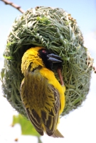 Southern masked weaver or African masked weaver (Ploceus velatus), Rhino and Lion Nature Reserve, South Africa